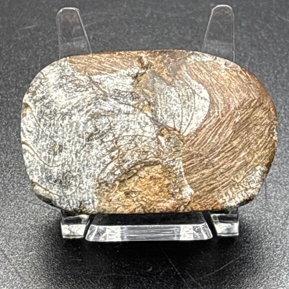 Fossilized Stone Specimen - Picture 2 of 4